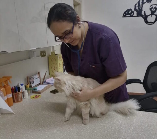 consultations-vet-clinic